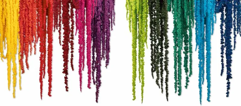 Stabilisierter Amaranthus (Fuchsschwanz)